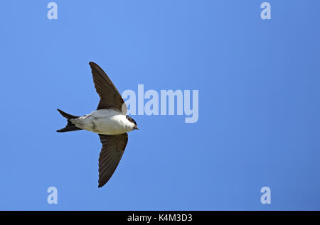 Casa martin, Delichon urbicum, volare sotto il cielo blu Foto Stock