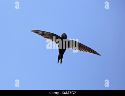 Swift comune / Swift comune, Apus apus, cielo blu Foto Stock