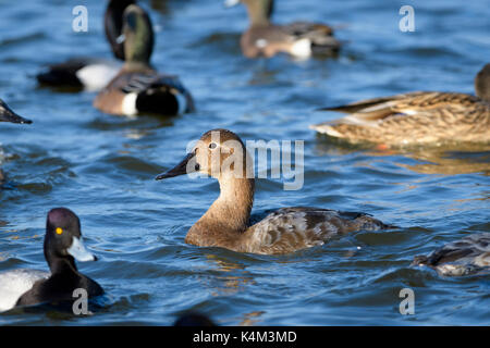 Canvasback anatre (Aythya valisineria) sulla baia di Chesapeake, vicino a Cambridge, Maryland, U.S.A. Foto Stock