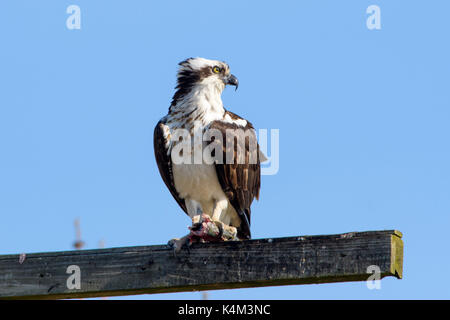 Osprey, Pandion haliaetus, noto anche come un falco di mare, pesce eagle, sea hawk, fiume Hawk, e pesce hawk - è una diurna, pesce-mangiare gli uccelli rapaci. Questo su Foto Stock