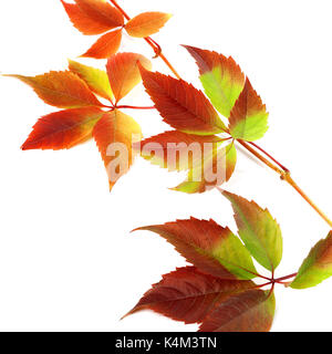 Autunno multicolore ramoscello di foglie di uva, parthenocissus quinquefolia fogliame. isolato su sfondo bianco. Foto Stock