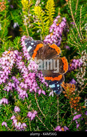 Red Admiral Butterfly alimentazione su heather fiori (Vanessa Atalanta) Foto Stock