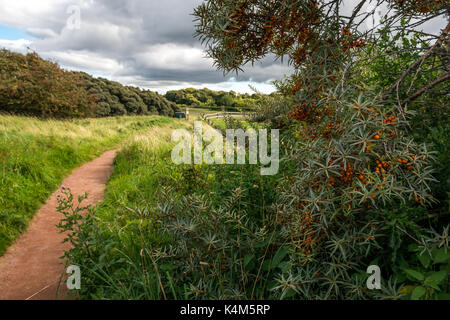 Un percorso che conduce attraverso le dune a a Aberlady Bay riserva naturale su East Lothian costa, Scozia con bacche di olivello spinoso bush e bacche arancio Foto Stock