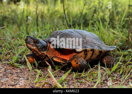 Maschio di tartaruga in legno - Glyptemys insculpta Foto Stock