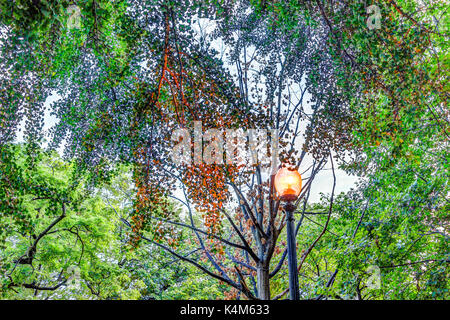 Illuminato lanterna dorata in serata in Washington DC con la riflessione della luce sulle foglie di albero in estate Foto Stock