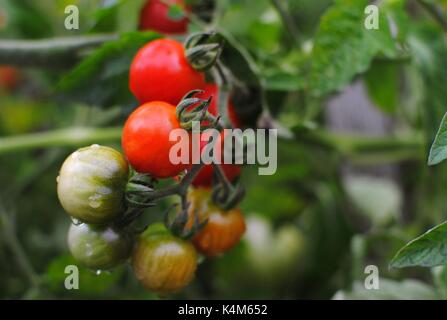 Pomodori ciliegia in giardino dopo la pioggia. Foto Stock