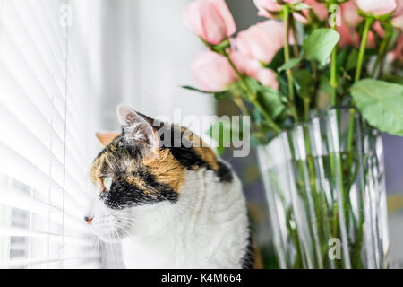 Closeup ritratto di gatta calico seduto sulla cucina tavola in camera guardando al di fuori dalla rosa rosa fiori in vaso Foto Stock