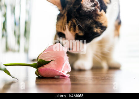 Closeup ritratto di curioso gatta calico seduto su cucina stanza tavolo da window odore di rosa fiori di rosa Foto Stock