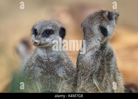 Meerkats (Suricata suricatta), captive Foto Stock