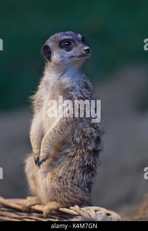 Concetto della vigilanza attento la fauna selvatica animali da zoo comunità, spazio copia (Meerkats Suricata suricatta), captive Foto Stock