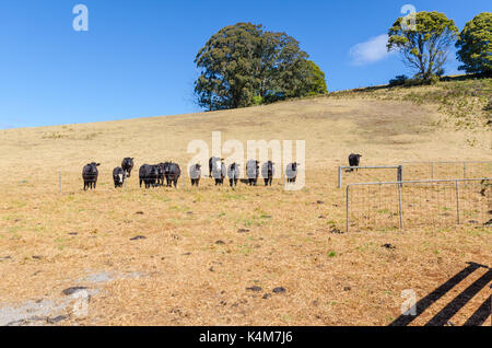 Bovini su proprietà rurali in prato wildes Nuovo Galles del Sud Australia Foto Stock