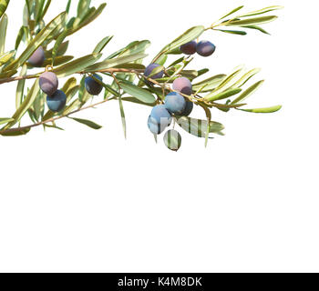 Rami di ulivo con olive nere e foglie isolati su sfondo bianco. Foto Stock