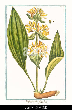 Vecchia illustrazione di Gentiana lutea principali. Da G. Bonelli Sul Hortus Romanus, publ. N. Martelli, Roma, 1772 - 93 Foto Stock