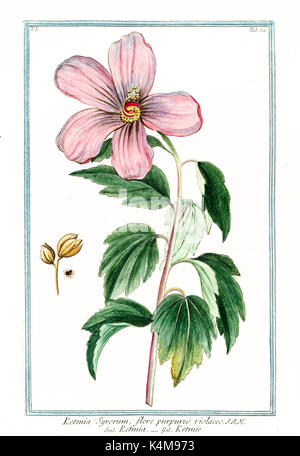 Vecchia illustrazione di Syrorum Ketmia (Hibiscus syriacus). Da G. Bonelli Sul Hortus Romanus, publ. N. Martelli, Roma, 1772 - 93 Foto Stock
