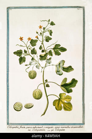 Vecchia illustrazione di Colocyntis fructu parvo (Citrullus colocynthis). Da G. Bonelli Sul Hortus Romanus, publ. N. Martelli, Roma, 1772 - 93 Foto Stock