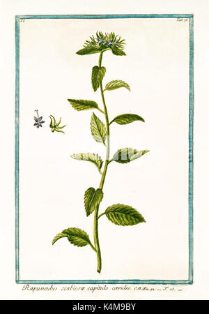 Vecchia illustrazione di scabiosae Campanula (Campanula rapunculus). Da G. Bonelli Sul Hortus Romanus, publ. N. Martelli, Roma, 1772 - 93 Foto Stock