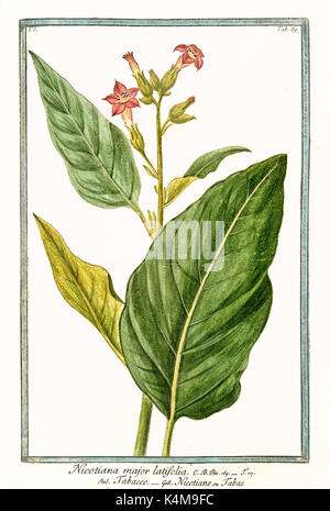 Vecchia illustrazione di Nicotiana principali (Nicotiana tabacum). Da G. Bonelli Sul Hortus Romanus, publ. N. Martelli, Roma, 1772 - 93 Foto Stock