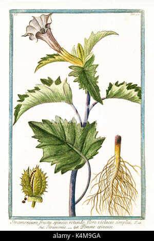 Vecchia illustrazione di Stramonium fructu spinoso (Datura stramonium). Da G. Bonelli Sul Hortus Romanus, publ. N. Martelli, Roma, 1772 - 93 Foto Stock