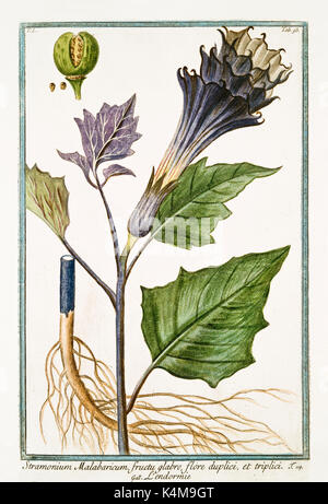 Vecchia illustrazione di Stramonium malabricum (Datura stramonium). Da G. Bonelli Sul Hortus Romanus, publ. N. Martelli, Roma, 1772 - 93 Foto Stock