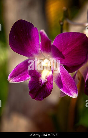 Viola e le orchidee bianche con uno sfondo sfocato nel parco Foto Stock