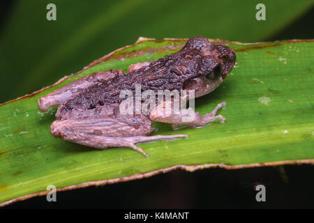 Mountain slanciata rana di lettiera (leptolalax sabahmontanus) Foto Stock