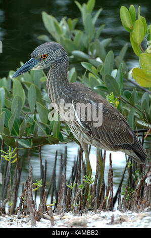 Giallo coronata nitticora, immaturi, nyctanassa violacea, Everglades della Florida. Foto Stock