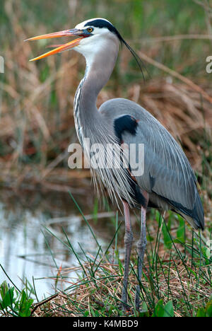 Airone blu, ardea herodius, allevamento del piumaggio, Everglades della Florida. Foto Stock