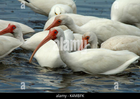 Bianco, ibis eudocimus albus, gruppo guadare in acqua di pesca, caccia, Everglades della Florida. Foto Stock