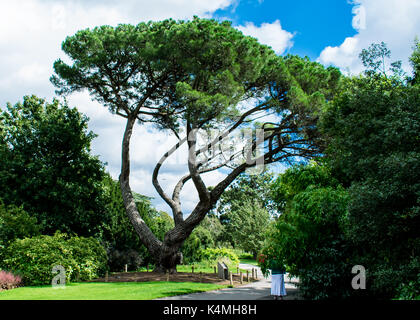 Insolito come albero di bonsai Foto Stock