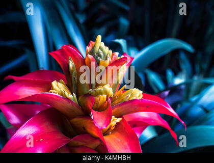 Pianta tropicale close up shot Foto Stock