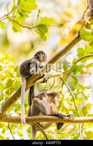 Le scimmie in Krabi, Thailandia, sud-est asiatico, in Asia Foto Stock