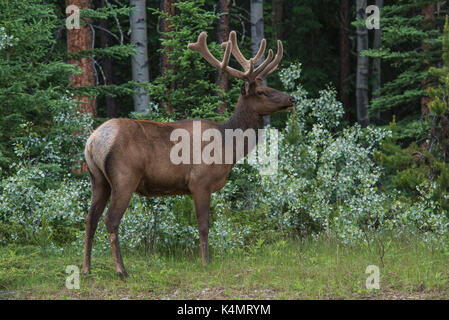 Bull elk con coperta in velluto palchi nel parco nazionale di Jasper, sito patrimonio mondiale dell'unesco, Alberta, Canada, America del nord Foto Stock