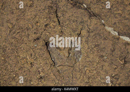 Piede di dinosauri stampe nella roccia sulle montagne alle spalle di morija guest house, Lesotho, Africa Foto Stock