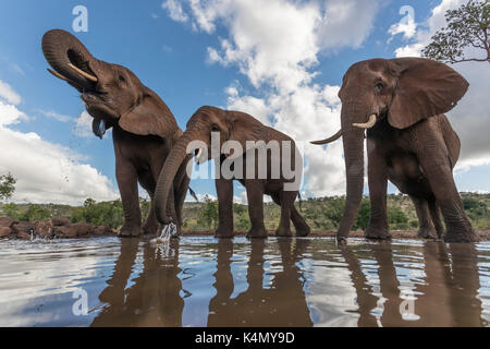 Elefante africano (Loxodonta africana) bere, zimanga riserva privata, kwazulu-natal, Sud Africa e Africa Foto Stock