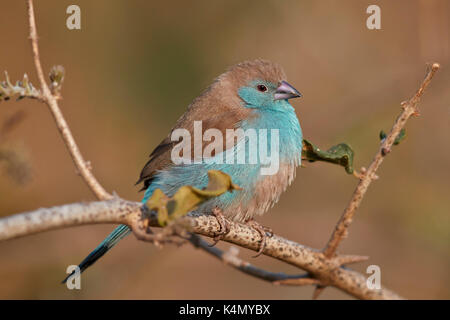 Blue waxbill (uraeginthus angolensis), Kruger National Park, Sud Africa e Africa Foto Stock