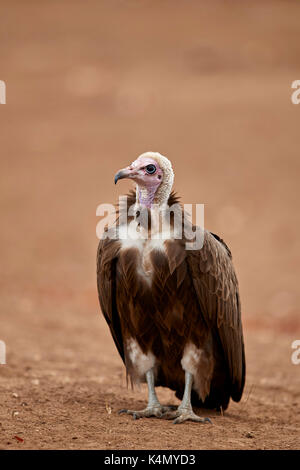 Hooded vulture (necrosyrtes monachus), Kruger National Park, Sud Africa e Africa Foto Stock