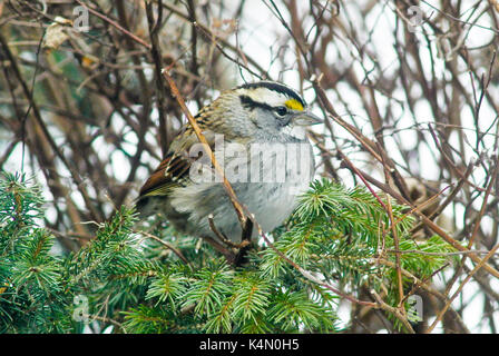 Bianco-throated sparrow (zonotrichia albicollis) riposo arto, lititz pennsylvania Foto Stock