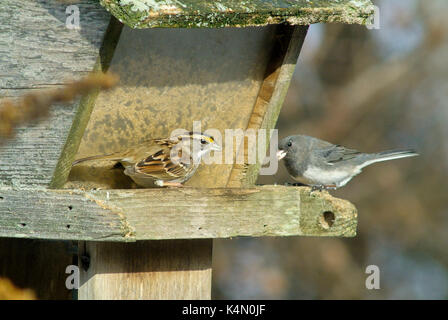 Bianco-throated sparrow (zonotrichia albicollis) e dark eyed junco (junco hyemalis) poggiante su alimentatore, lititz pennsylvania Foto Stock
