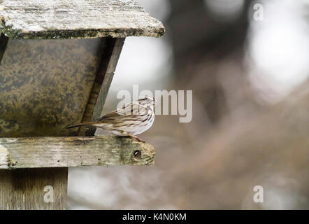 Song sparrow (melospiza melodia) appoggiato sul log, lititz pennsylvania Foto Stock