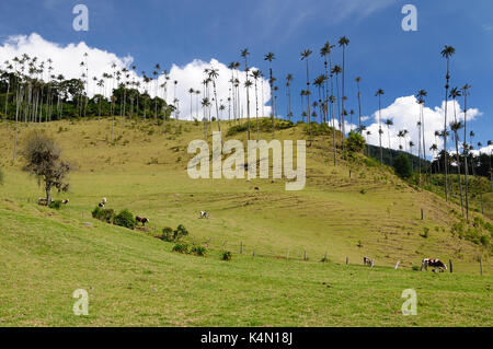 La Colombia, cocora Valley vicino a salento ha un incantevole paesaggio di pinies ed eucalipto sovrastato dal famoso palme da cera, colombias tre nazionali Foto Stock