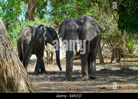 L'elefante africano (Loxodonta sp.) che si erge tra alberi vicino bilimungwe bush camp, south luangwa national park, Zambia Foto Stock