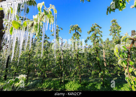 Blue Sky oltre i frutteti di mele ricoperta di ghiaccio in primavera, Villa di Tirano, provincia di Sondrio e della valtellina, Lombardia, Italia, Europa Foto Stock