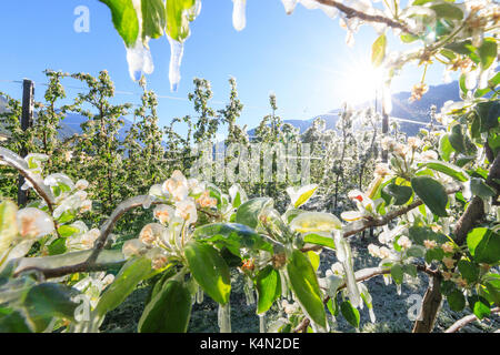 Close up di frutteti di mele ricoperta di ghiaccio in primavera, Villa di Tirano, provincia di Sondrio e della valtellina, Lombardia, Italia, Europa Foto Stock