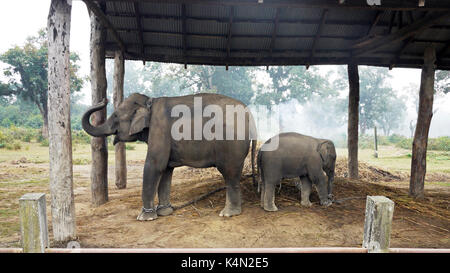 Baby Elephant madre giacente a terra in Chitwan il parco nazionale Foto Stock