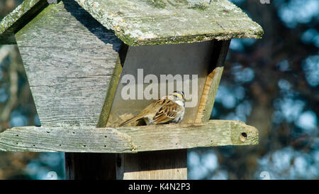 Bianco-throated sparrow (zonotrichia albicollis) poggiante su alimentatore, lititz pennsylvania Foto Stock