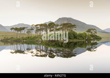 Pine Island sul Lago derryclare, Connemara, nella contea di Galway, connacht provincia, Repubblica di Irlanda, Europa Foto Stock