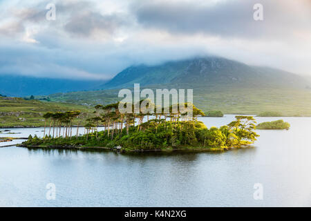 Pine Island sul Lago derryclare, Connemara, nella contea di Galway, connacht provincia, Repubblica di Irlanda, Europa Foto Stock