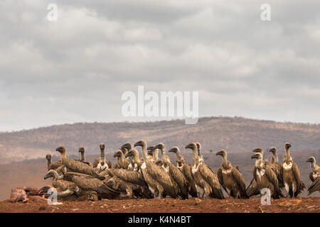 Whitebacked grifone (Gyps africanus) alimentazione, zimanga riserva privata, kwazulu-natal, Sud Africa e Africa Foto Stock