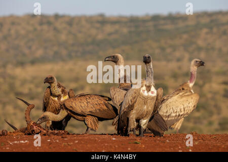 Whitebacked grifone (Gyps africanus) alla carcassa, zimanga riserva privata, kwazulu-natal, Sud Africa e Africa Foto Stock