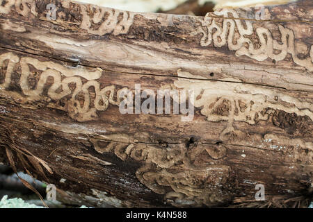 Danni da emerald ash borer larvae (agrilus planipennis) Foto Stock